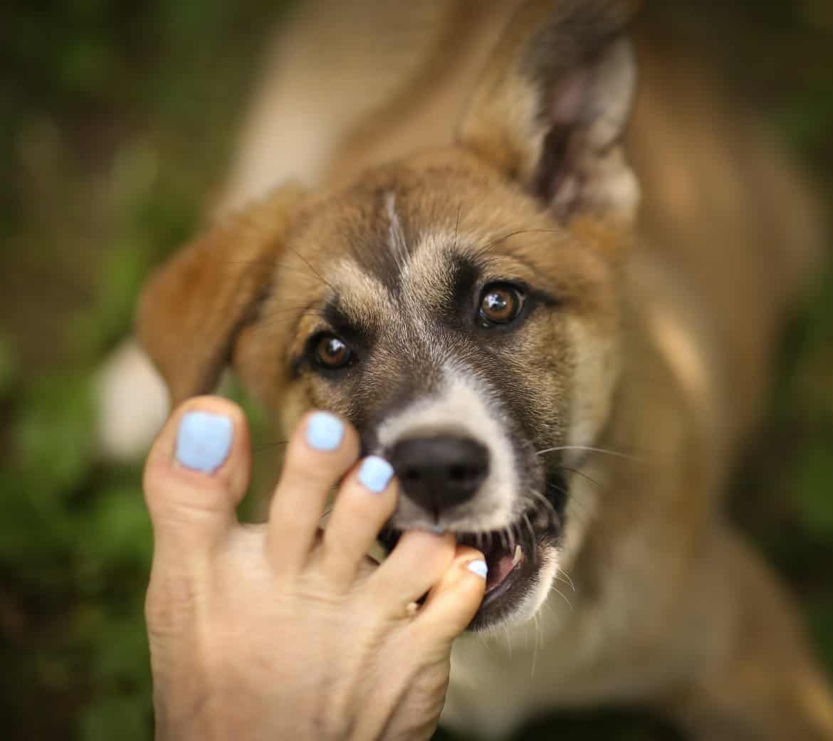 Dog biting feet