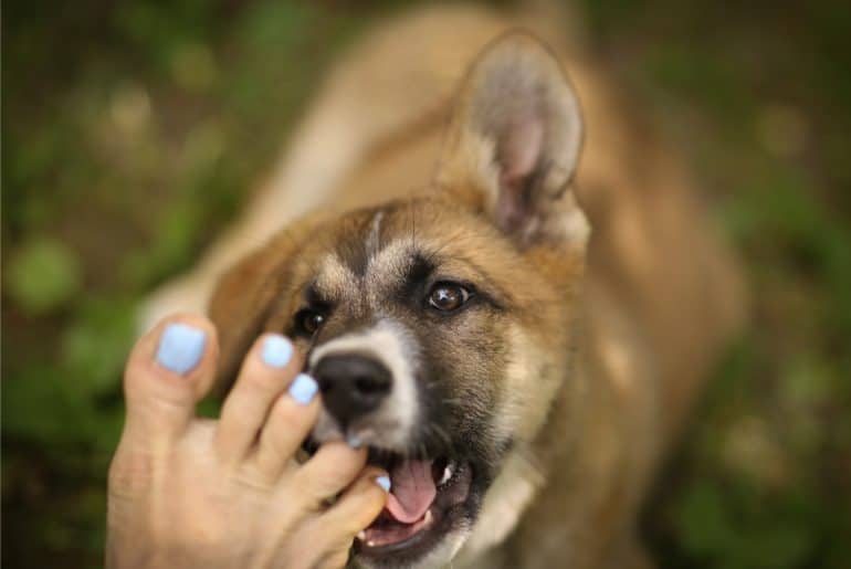 why-does-my-dog-lick-my-feet