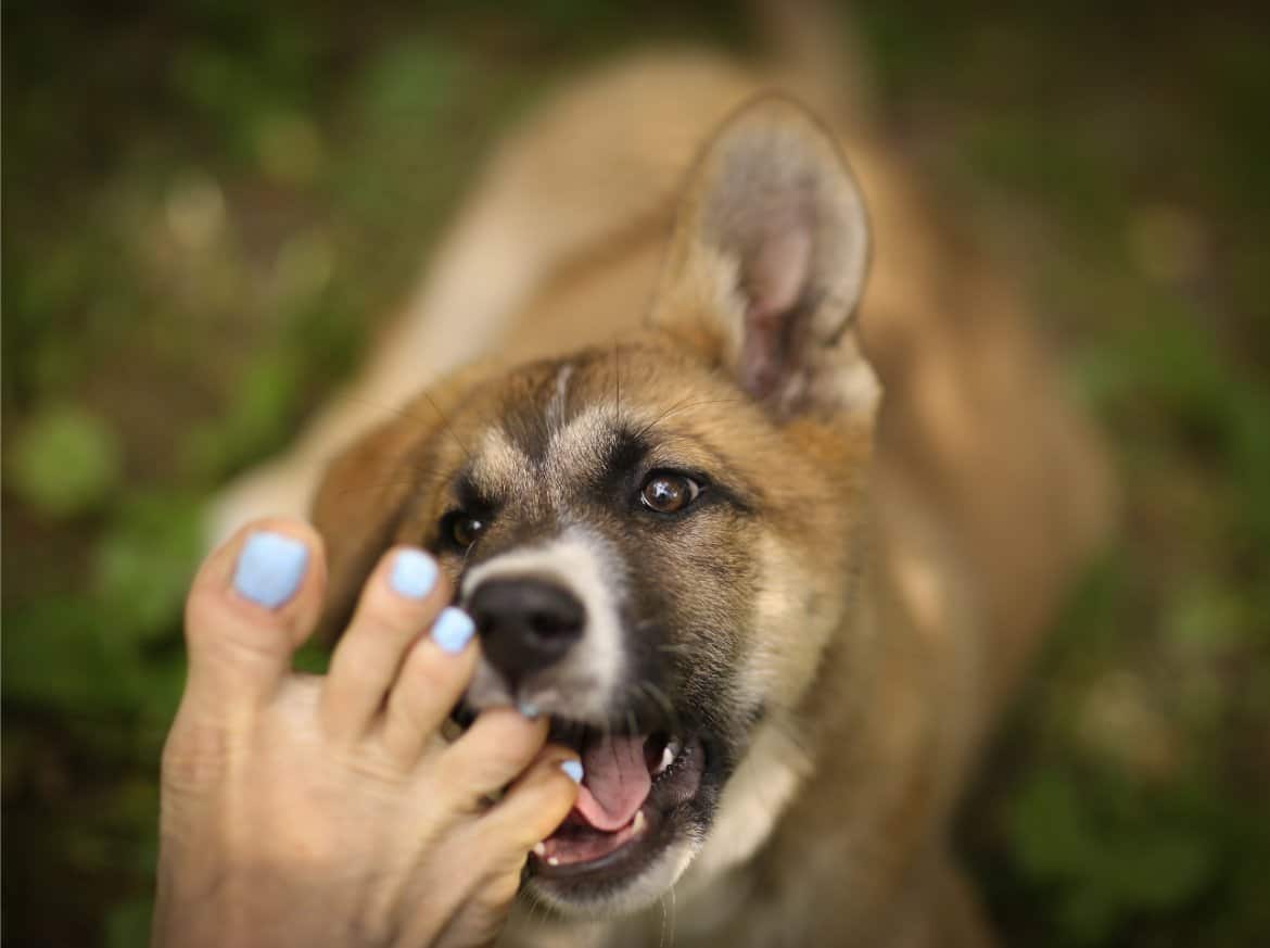 Dogs licking your feet