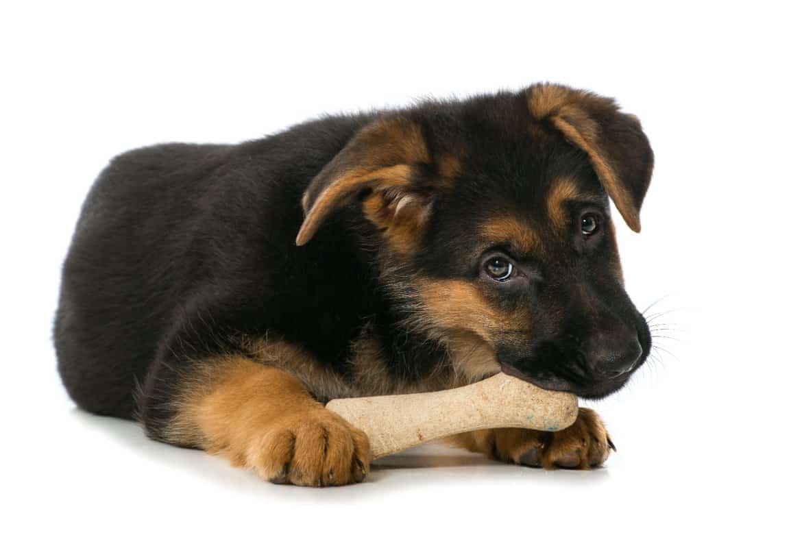 Why your dog cries when it gets a bone