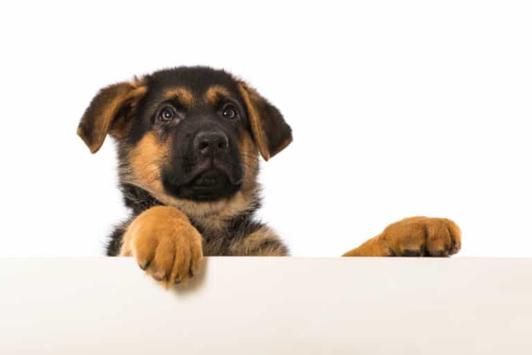 Why does my dog bark at me? (9 Reasons)