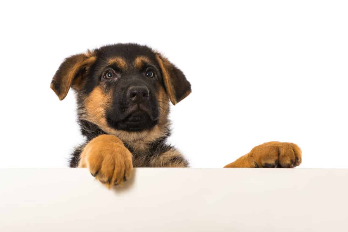 Why does my dog bark at me? (9 Reasons)