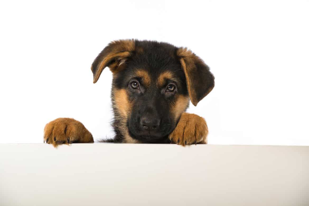 Why Your Dog Cries When you Leave the Room