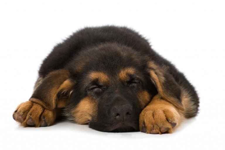 why-does-my-dog-hide-under-the-couch