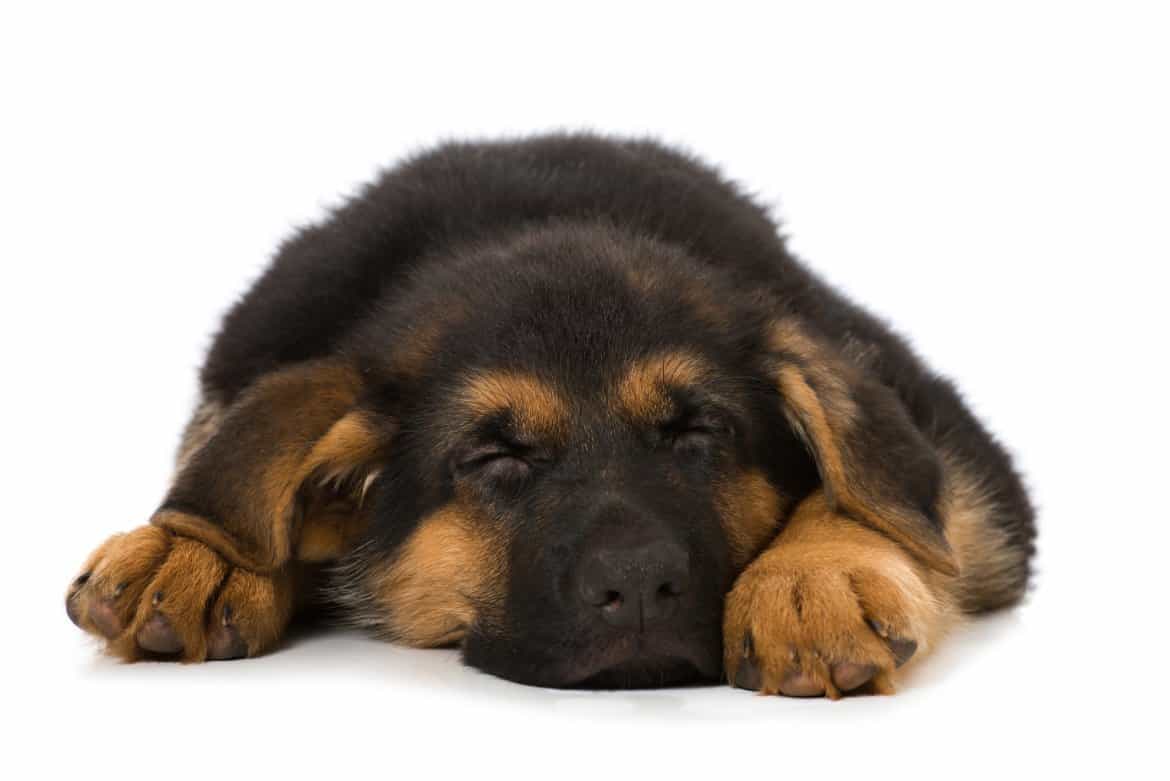 Can dogs sleep with noise?