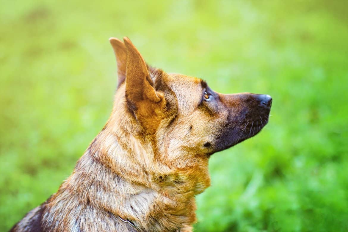Why your dog cries during walks