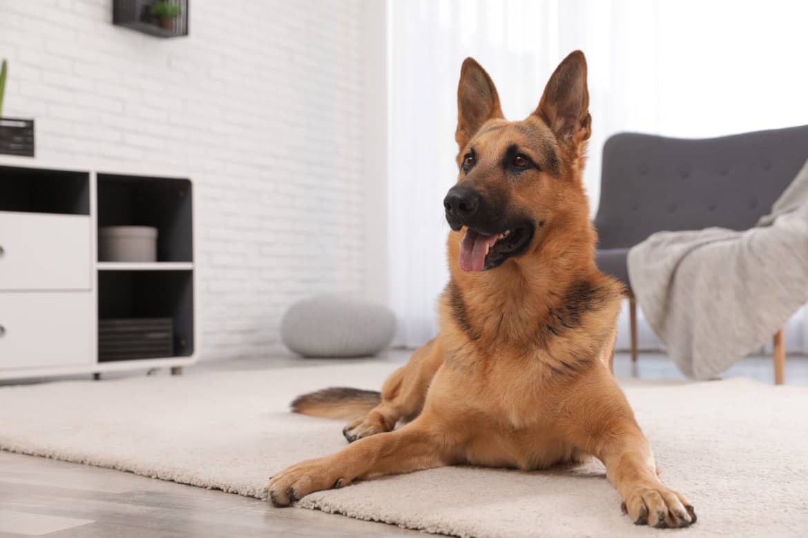 8 Reasons Why Your Dog Does Not Like Being Left Alone