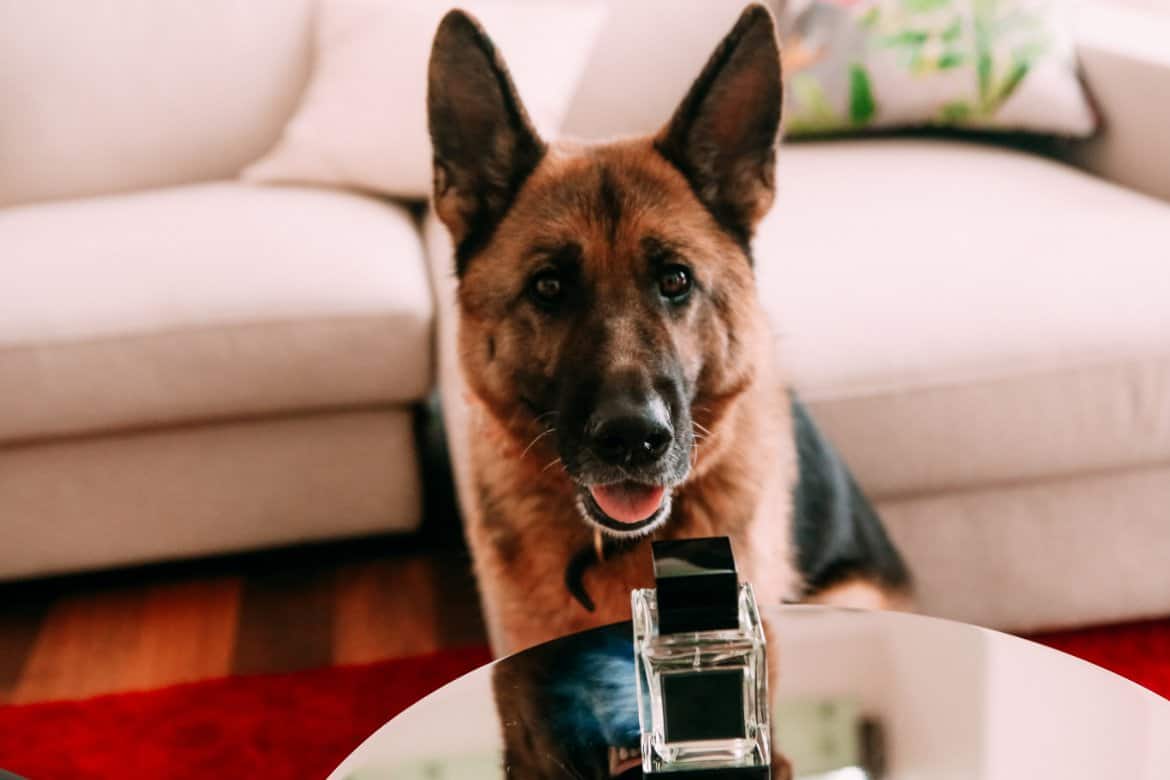 why do dogs stare at you when eating