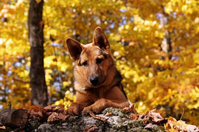 What happens if a dog eats maggots?