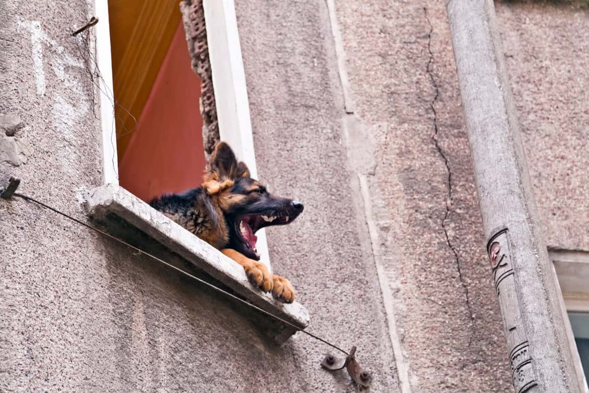 Are dogs afraid of heights?