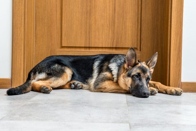 why-does-my-dog-sleep-by-the-bedroom-door