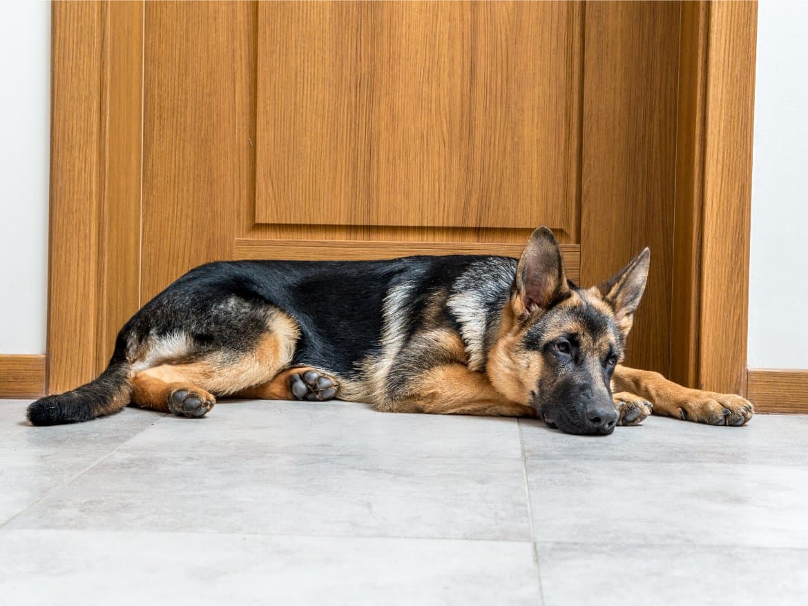 Why does my dog sleep by the bedroom door?