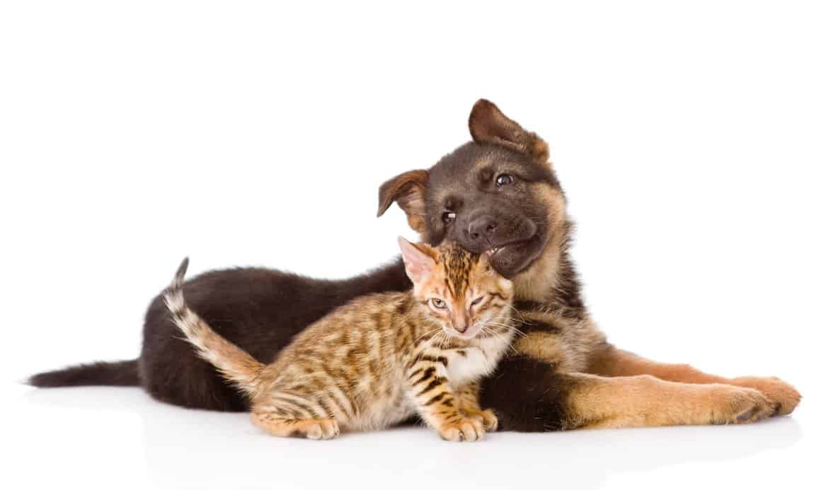 Puppy and cat