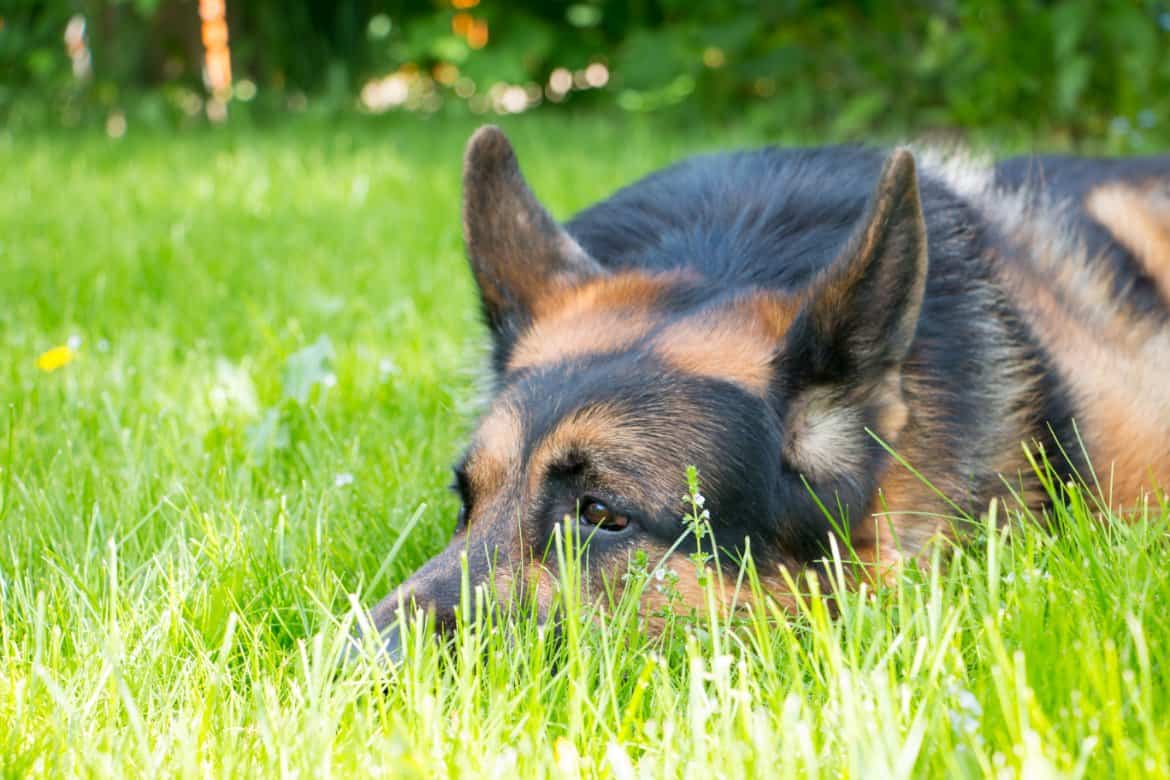 Dog Lies Down When Sees Other Dogs (Why and How to stop)