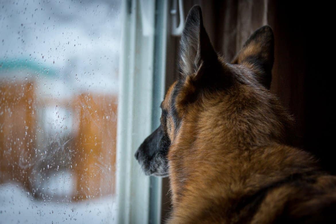 Can dogs see through glass?