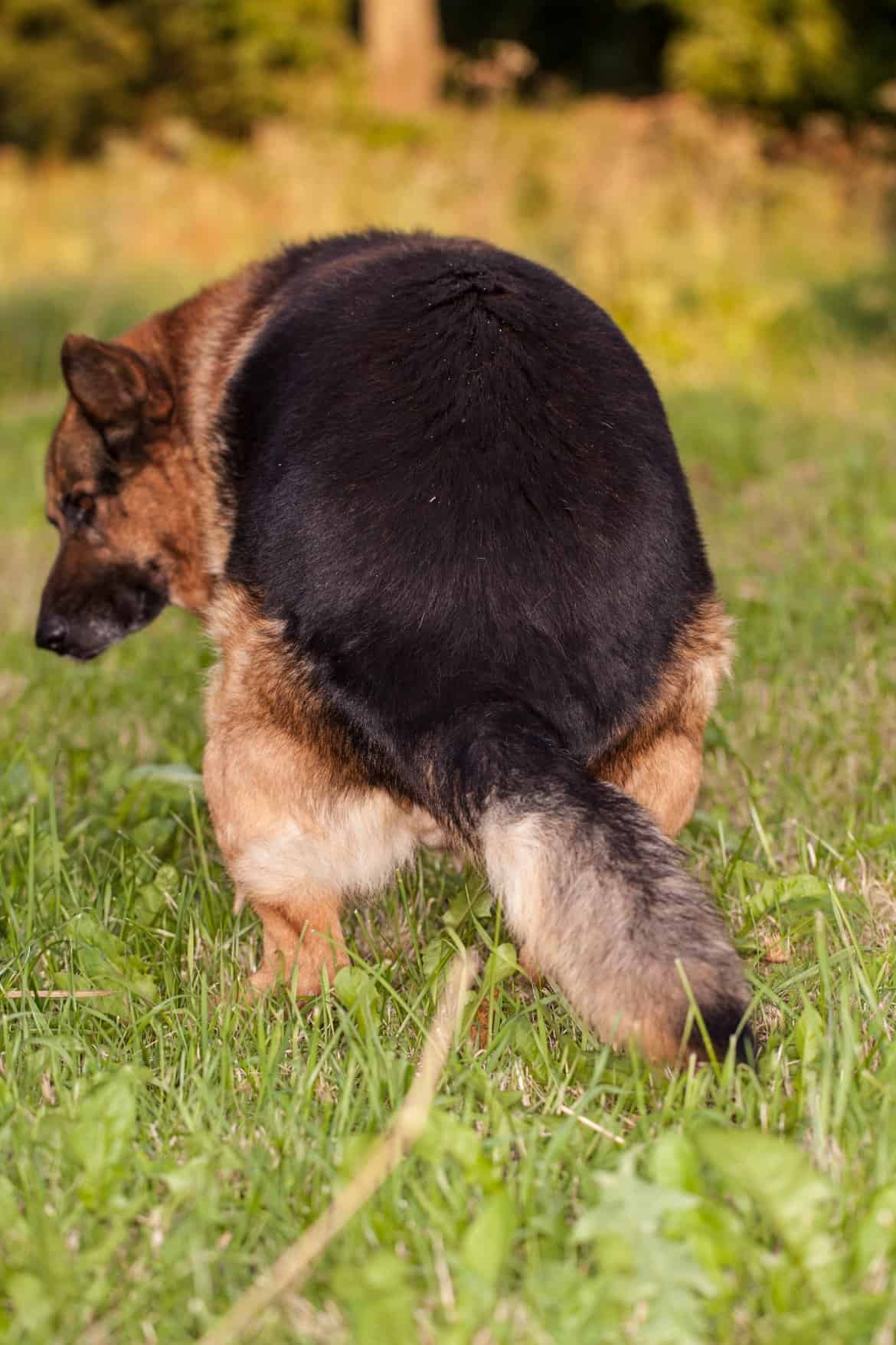 Can dogs with bloat poop?