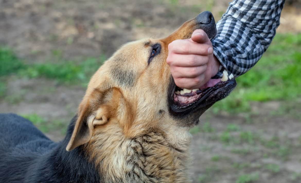 what does it mean when a dog puts his paw on your hand