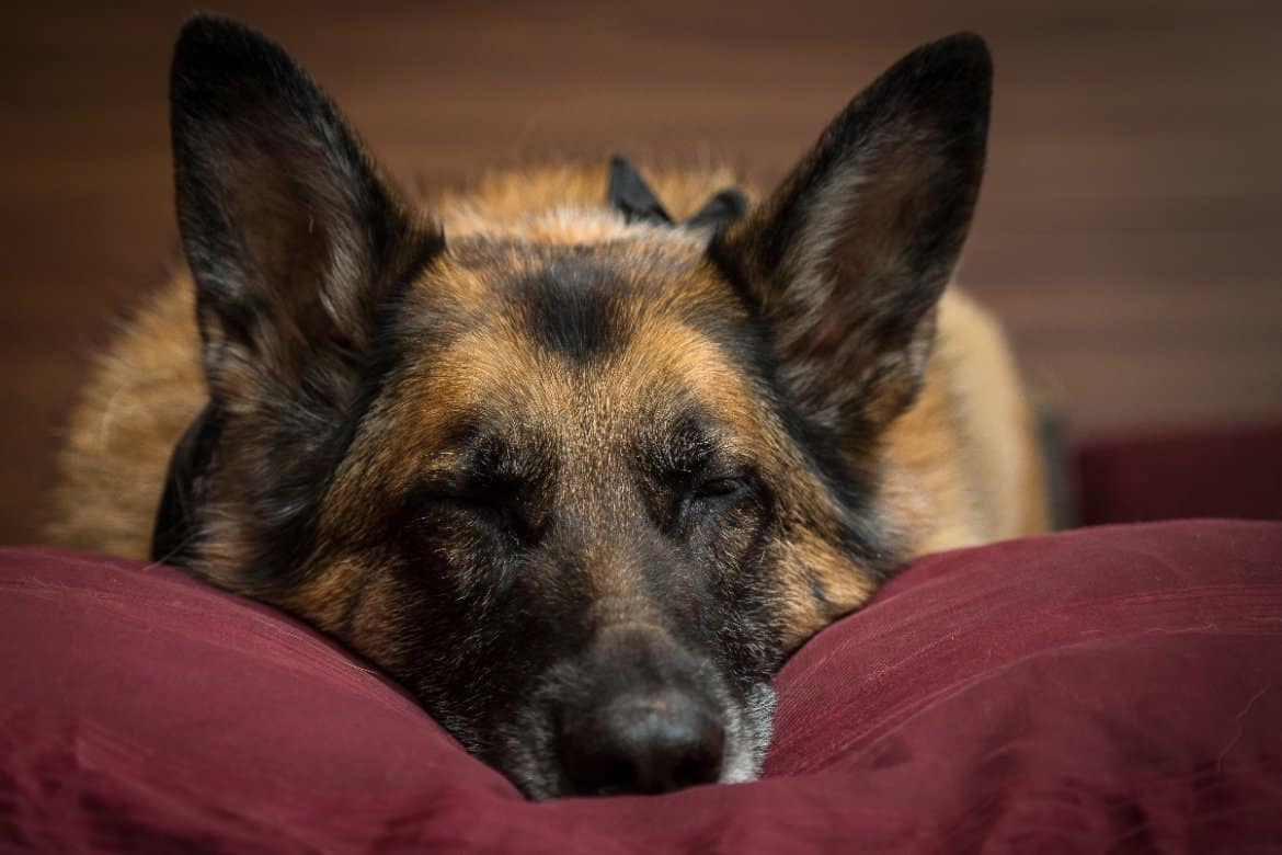 Why does my dog sleep between me and my husband or wife?