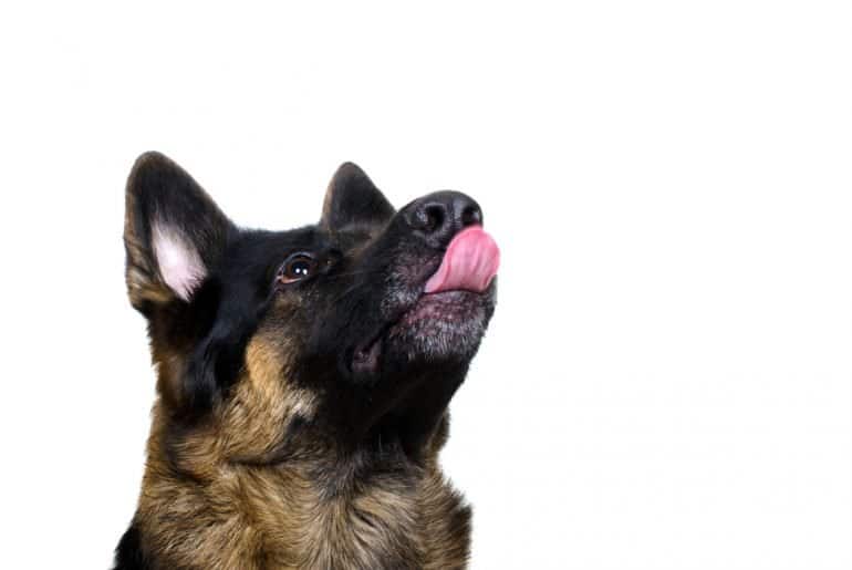 why-you-should-never-let-your-dog-lick-you-on-the-mouth-awareness-act