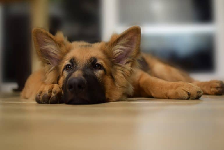 Why Does Dogs Lay On Their Back