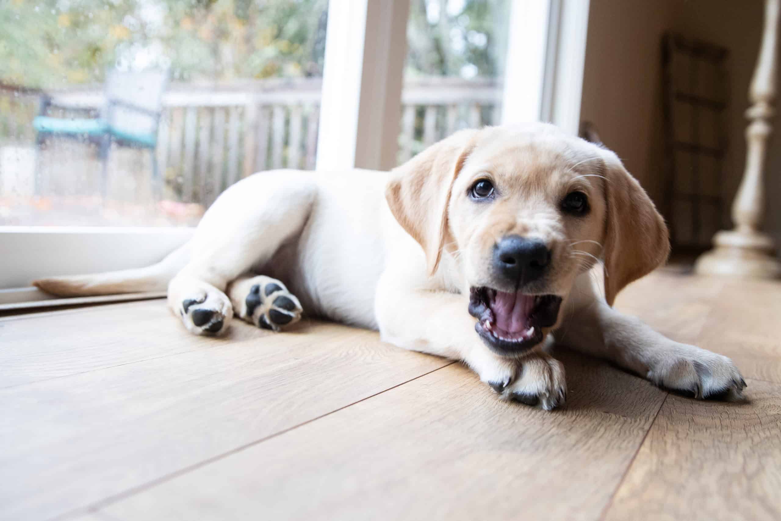 Cute young yellow labrador puppy