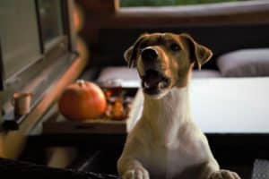 dog jack russell standing on a chair and barking