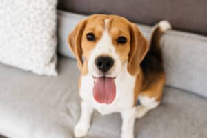 A portrait of a beagle dog. Sitting on the couch, sticking out her tongue and looking into the camera