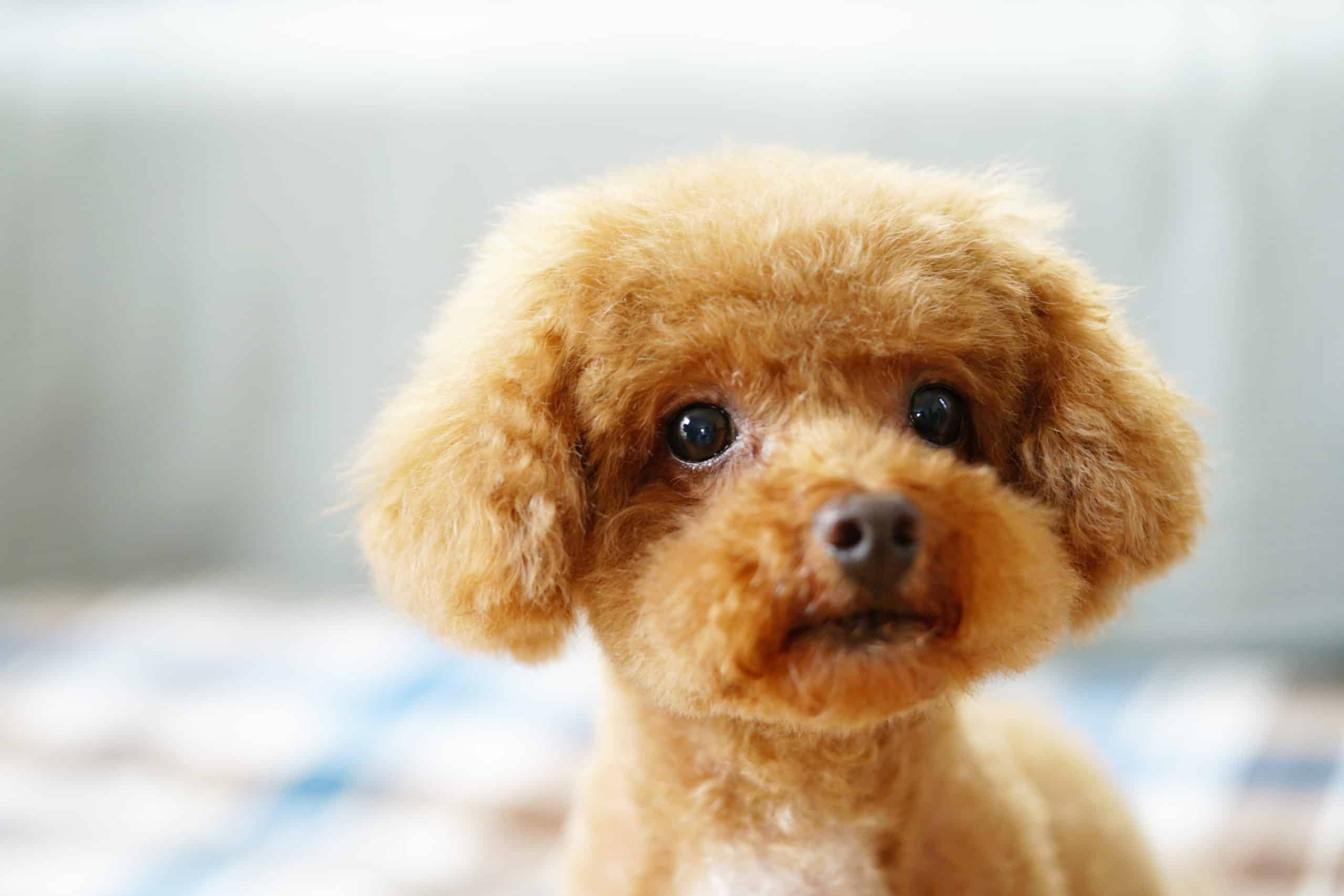 what does it mean when your dog sits and stares at you