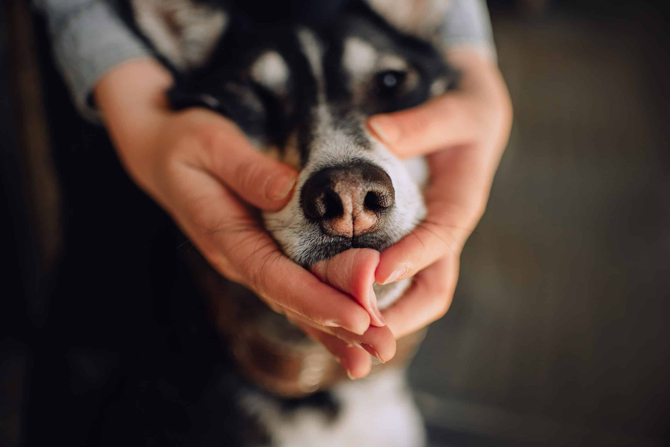 Why does my dog lick my hands?