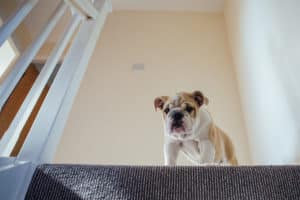 Puppy Bulldog tackles the stairs