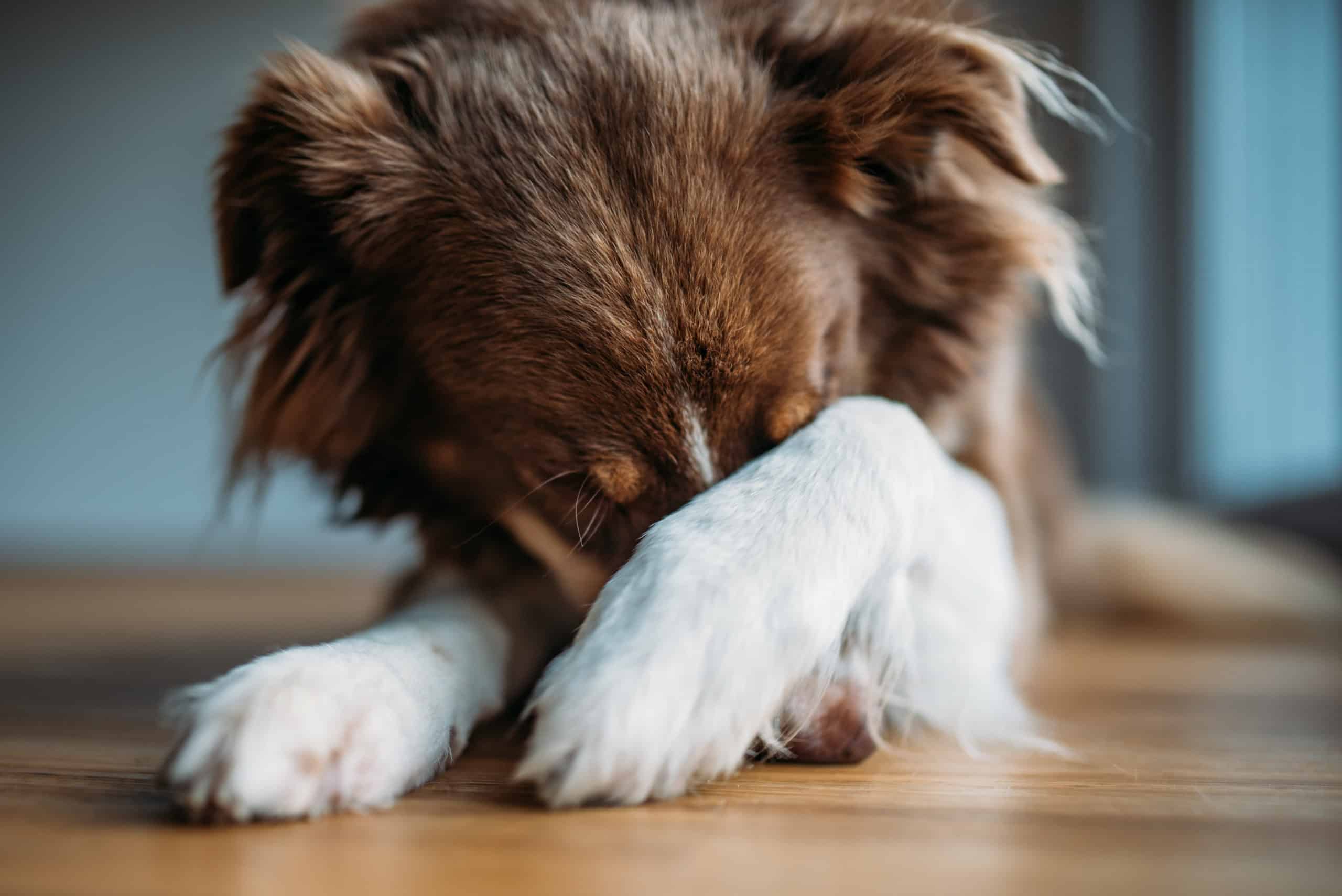 Why do dogs smell your farts?