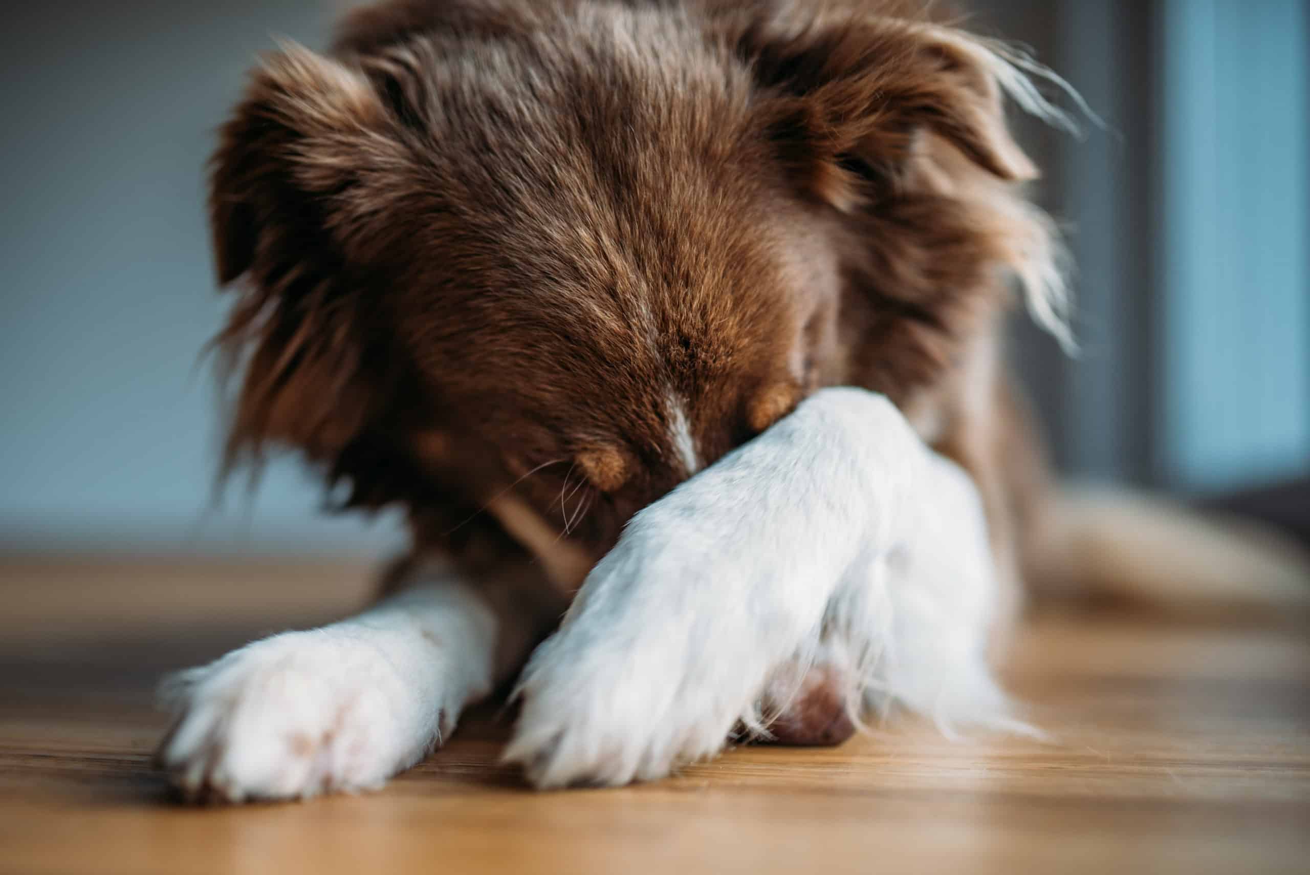 Why does my dog bury his nose when he sleeps?