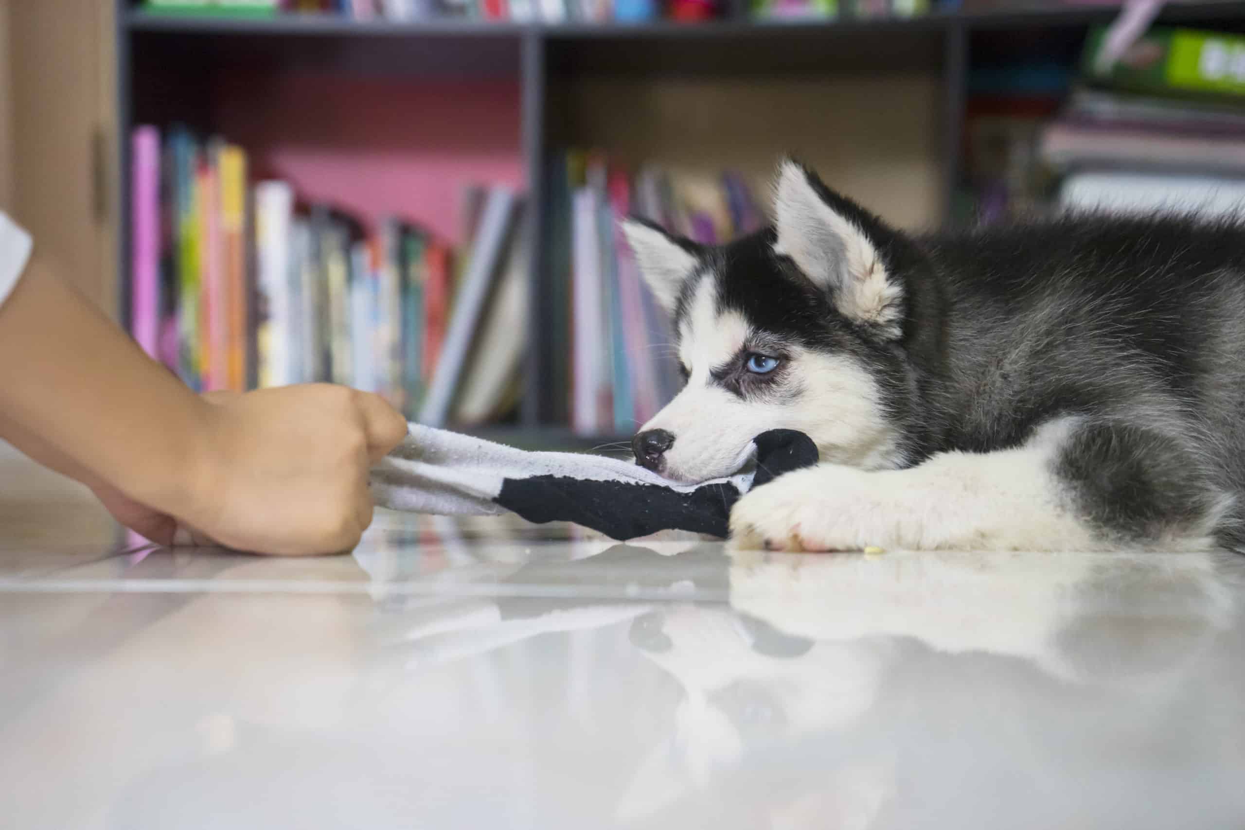 Husky puppy playing a sock