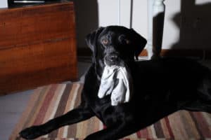 Black Labrador with Socks