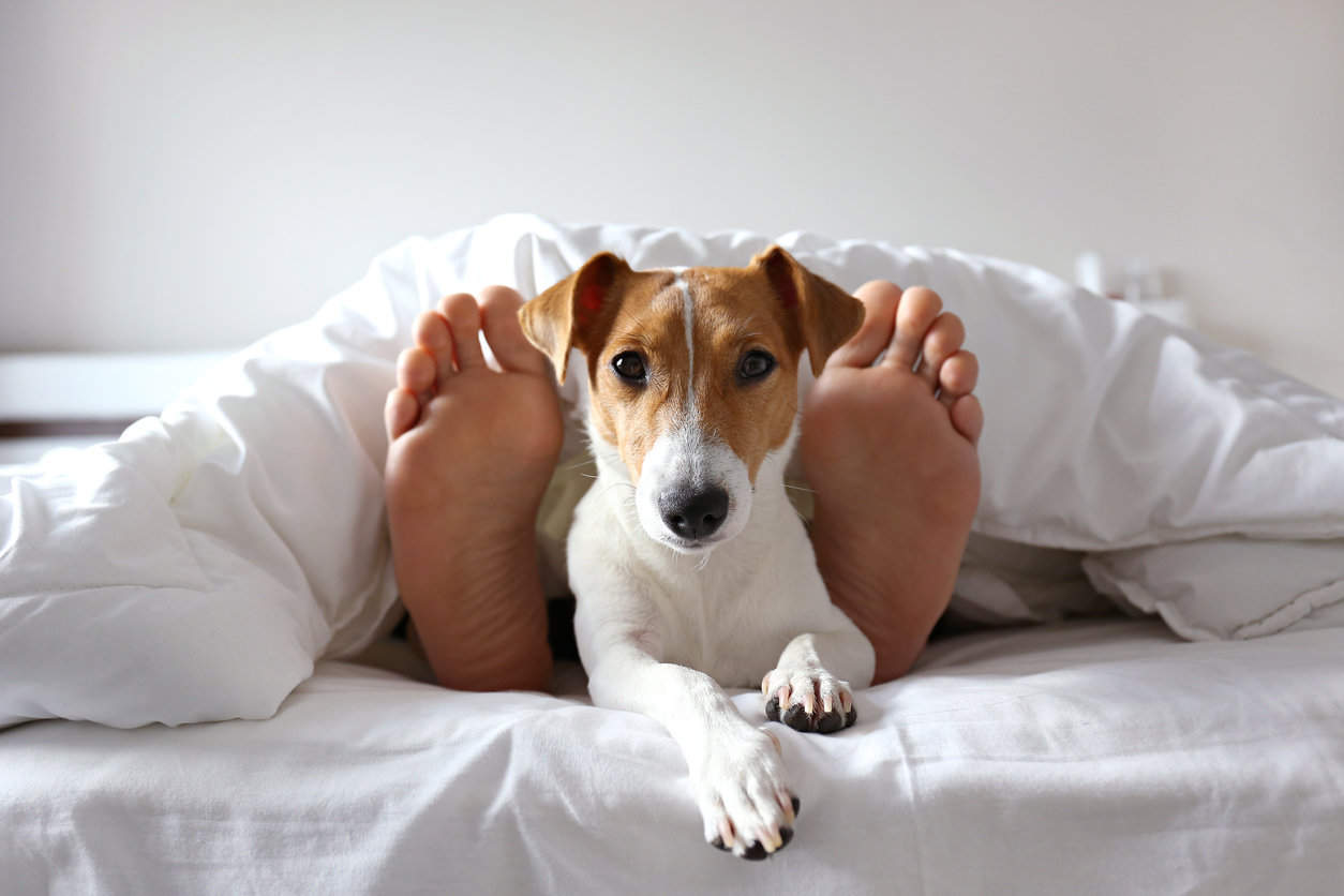 why-does-my-dog-sleep-between-my-legs-pet-dog-owner