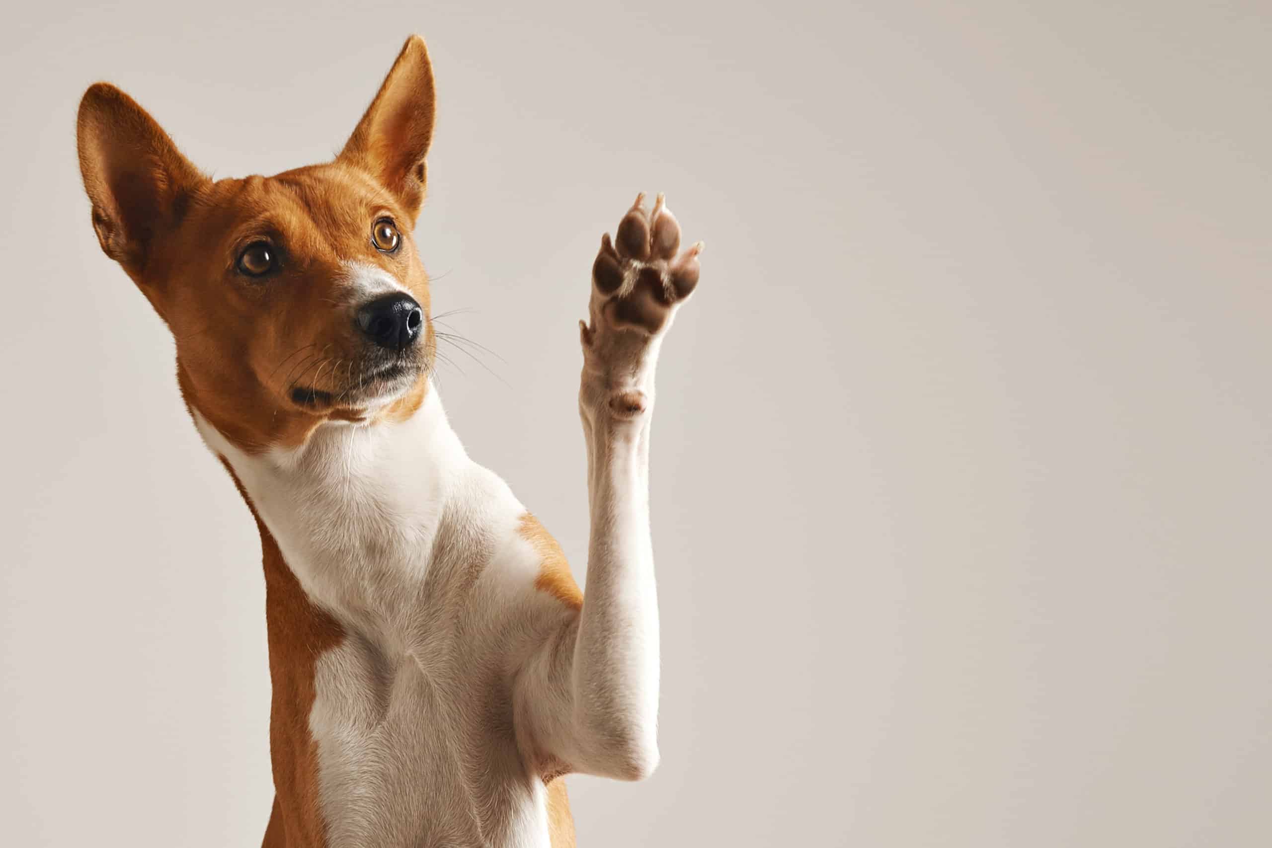 Can You Use Vaseline on a Dog’s Paws?
