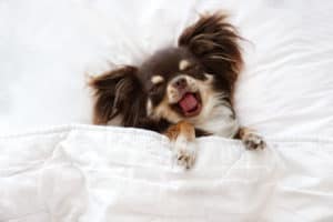 funny chihuahua dog sleeping on a pillow in bed
