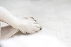 dog paw rests on the foot white background sofa
