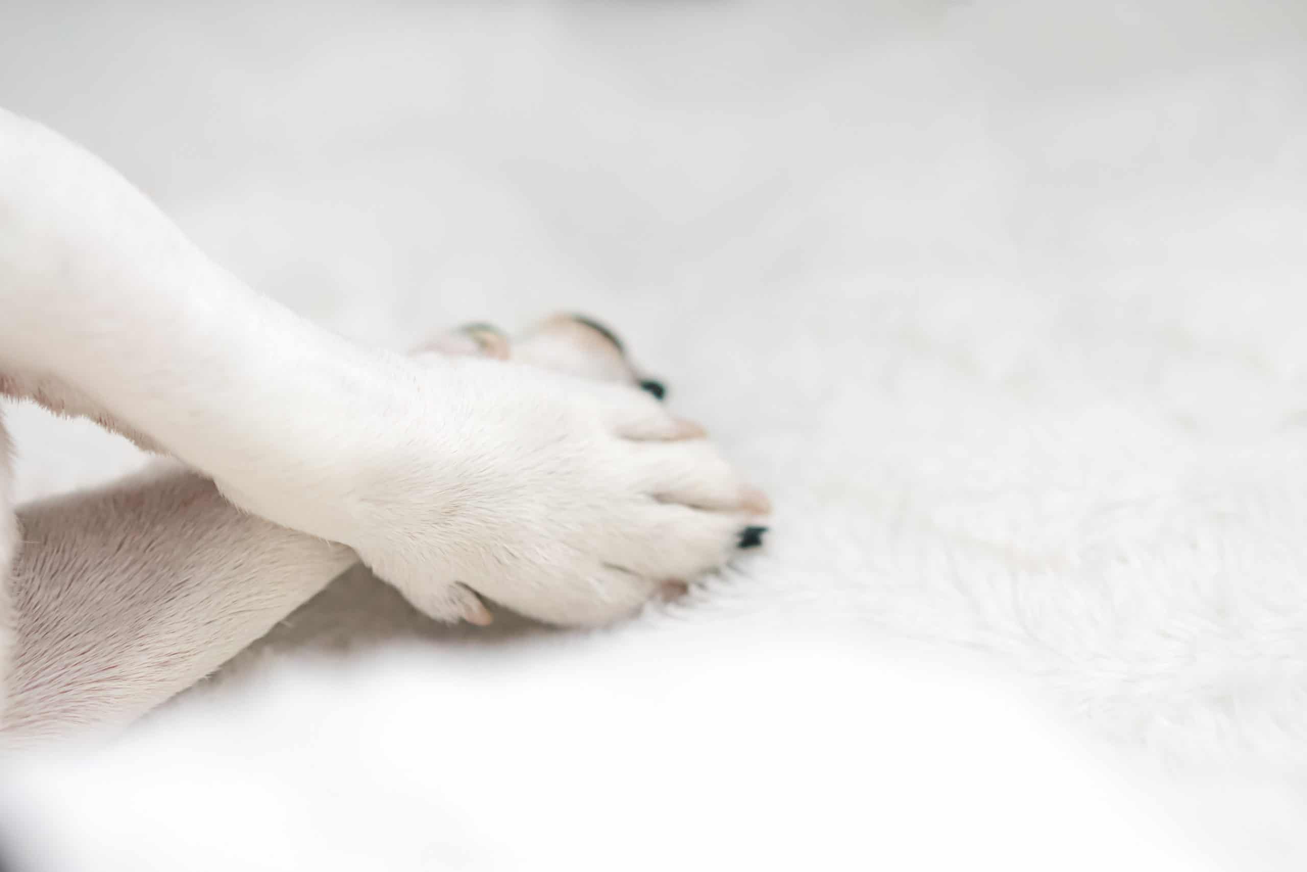 Why does my dog put his paw on my foot?