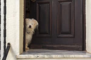 White Dog peeking in door of the house