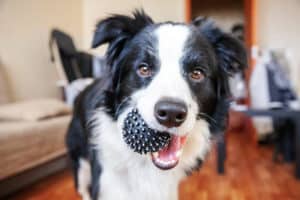 Funny portrait of cute smilling puppy dog border collie holding toy ball