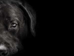 dark muzzle labrador dog closeup