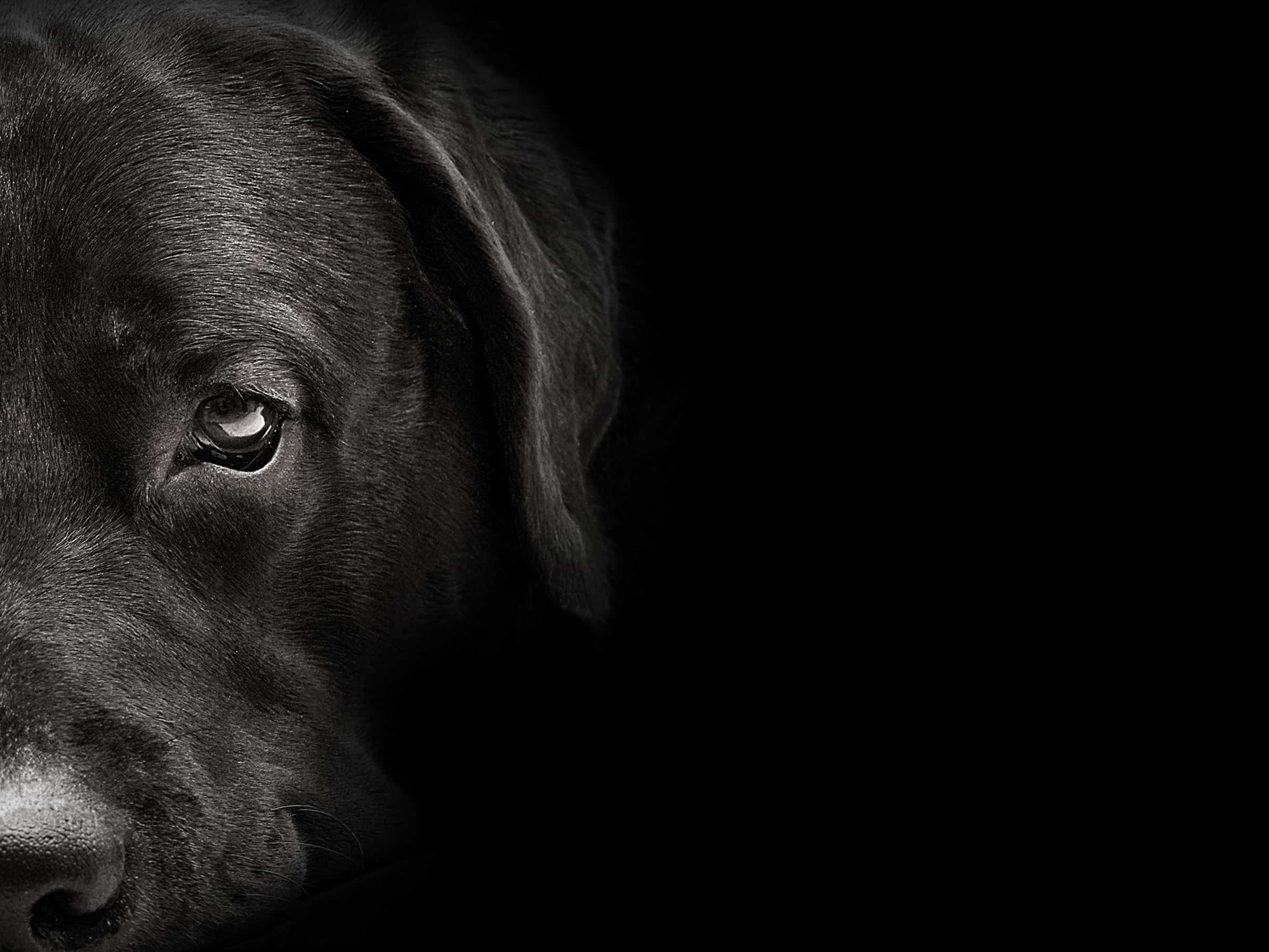 Can Dogs Sense Evil?