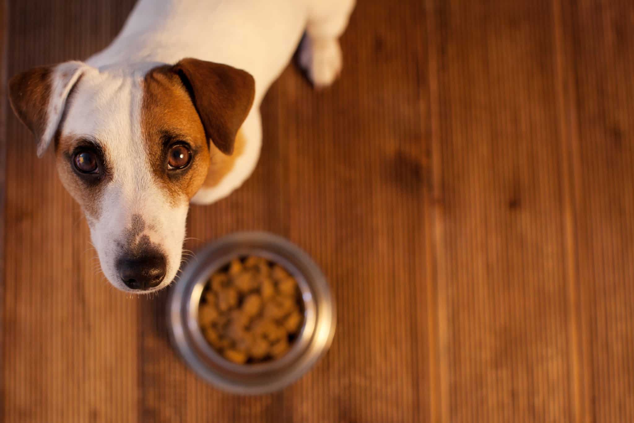 why-does-my-dog-only-eat-when-i-stand-next-to-him