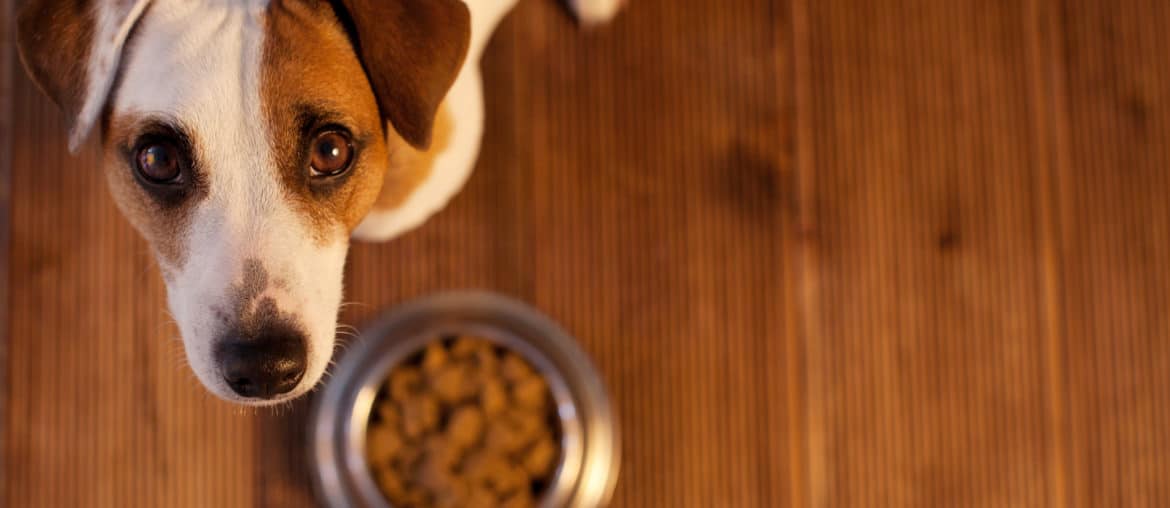 Pet eating food