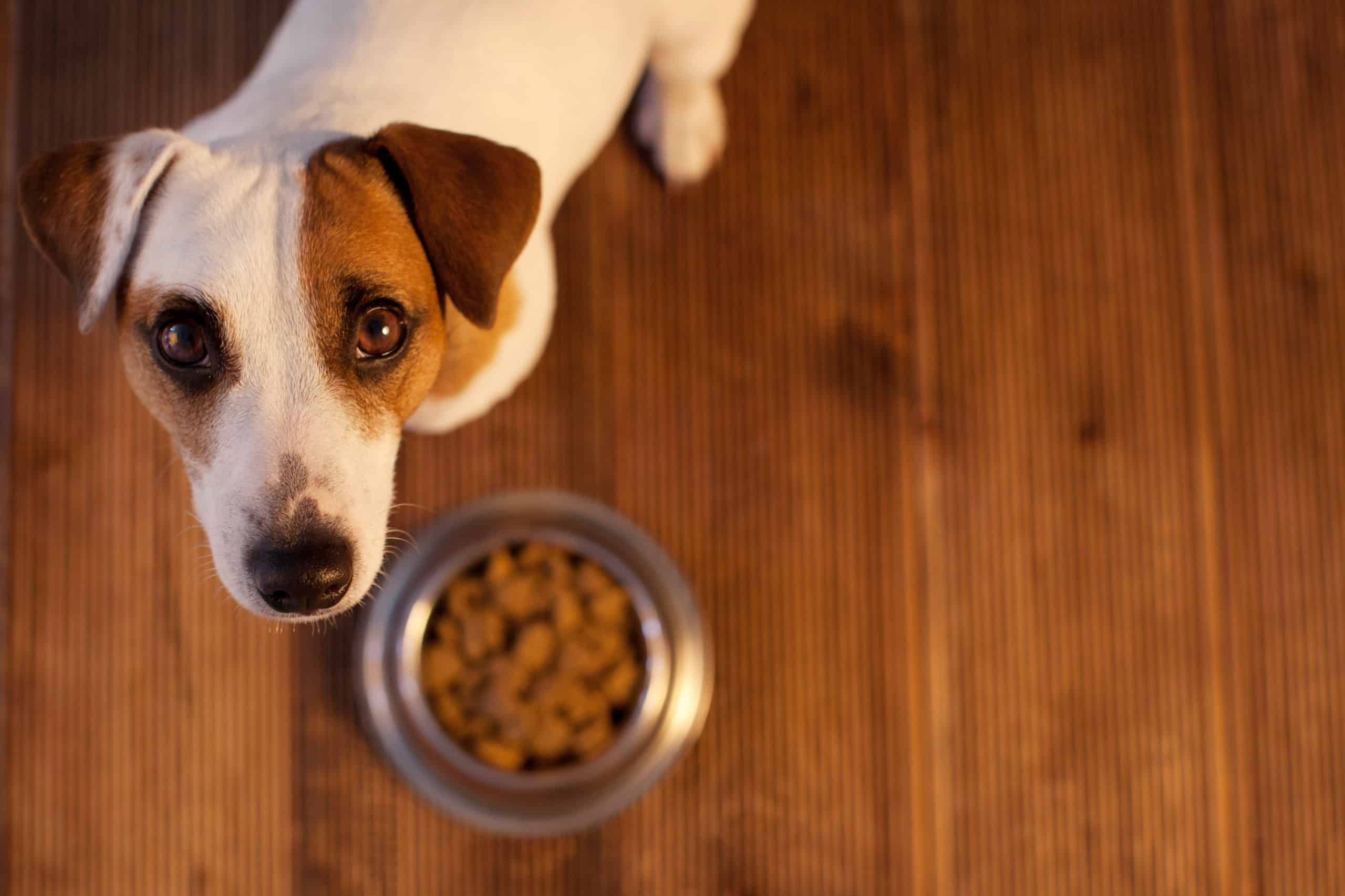 Can you feed a medium-sized dog large breed food?