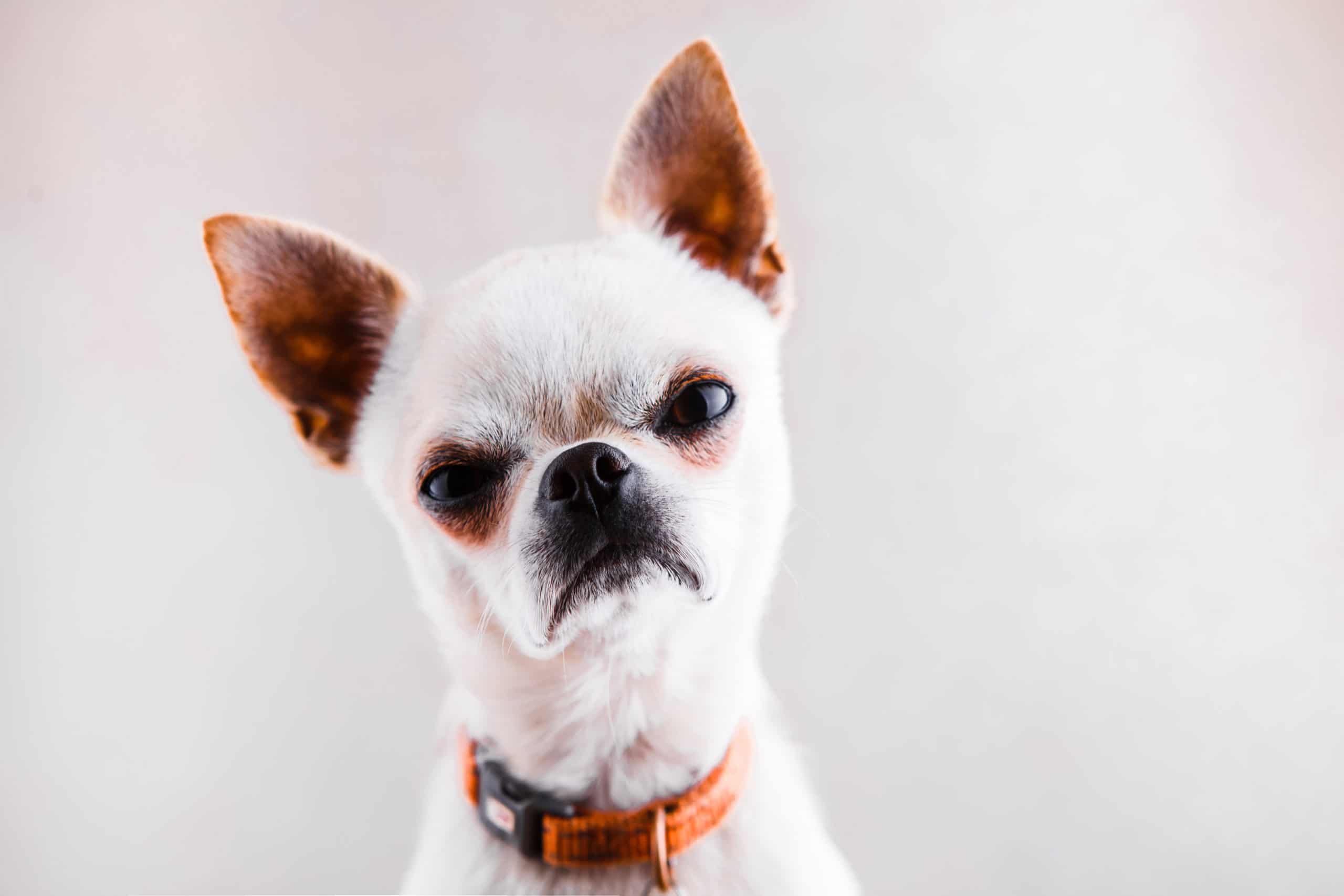 Evil Chihuahua on a light gray background looks into the camera with a displeased expression of the muzzle.