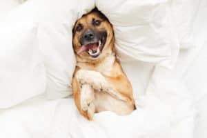 Happy Dog Lying in Comfortable Bed