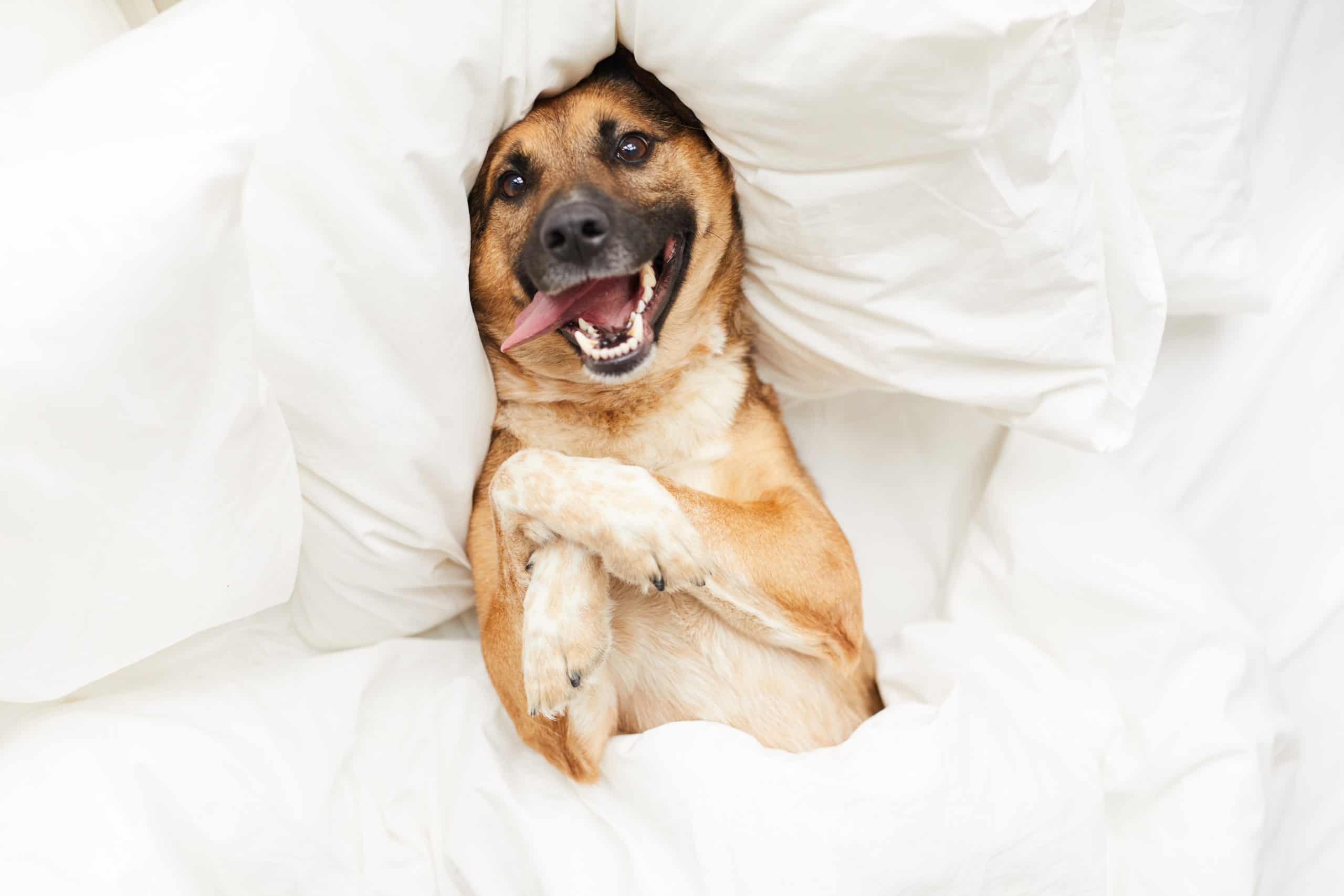Happy Dog Lying in Comfortable Bed