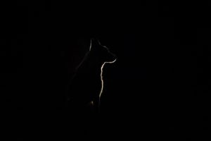 White Swiss shepherd dog silhouette at night